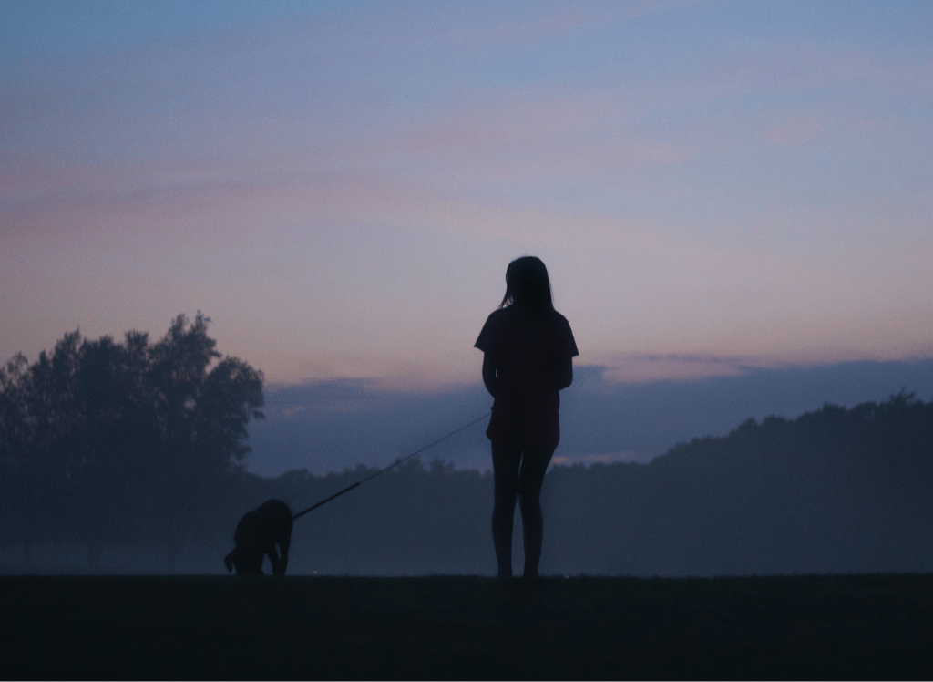 Best Light Up Dog Collar Keep Your Pup Safe And Seen