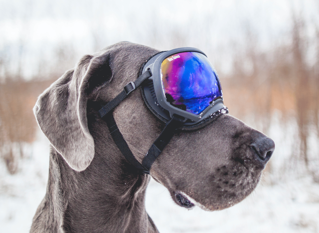 Best Dog Goggles - Protect Those Puppy Dog Eyes