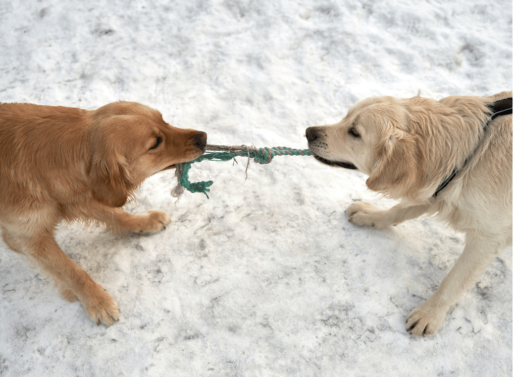 Best Dog Rope Toy For Your Furry Tug of War Champ!