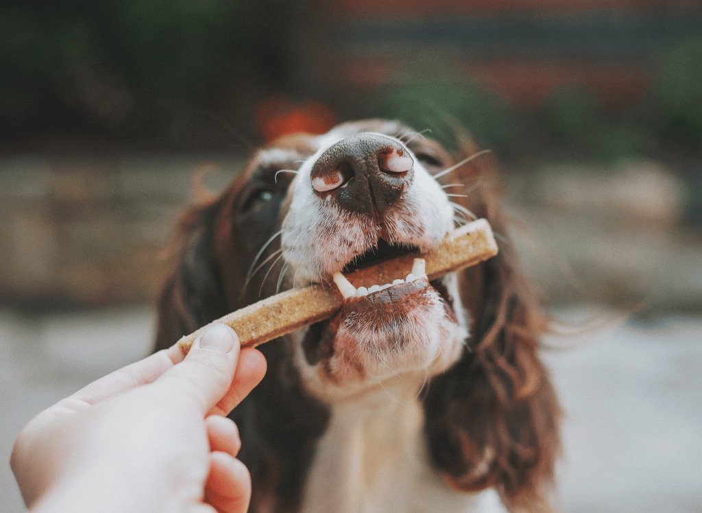 Pup-Approved Snacks: Treat Your Dog to the Best Jerky Treats!