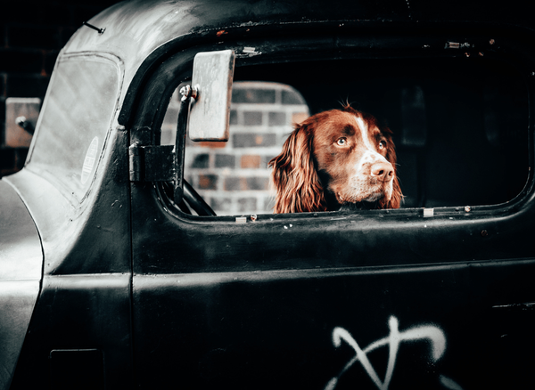 Keeping Your Dog Safe on the Road with the Best Dog Seatbelt