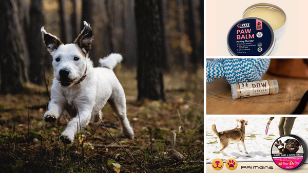 The 6 Best Paw Balms for Spoiling Your Furry Friend