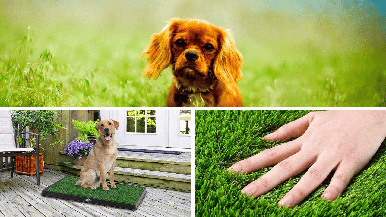 The 5 Best Artificial Grasses For Your Pup's Patio Paradise