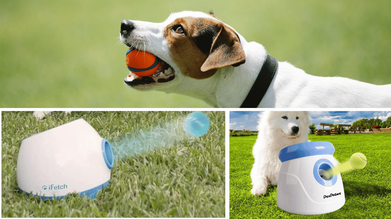 The Best 5 Automatic Dog Ball Launchers for Maximum Fetch Fun!