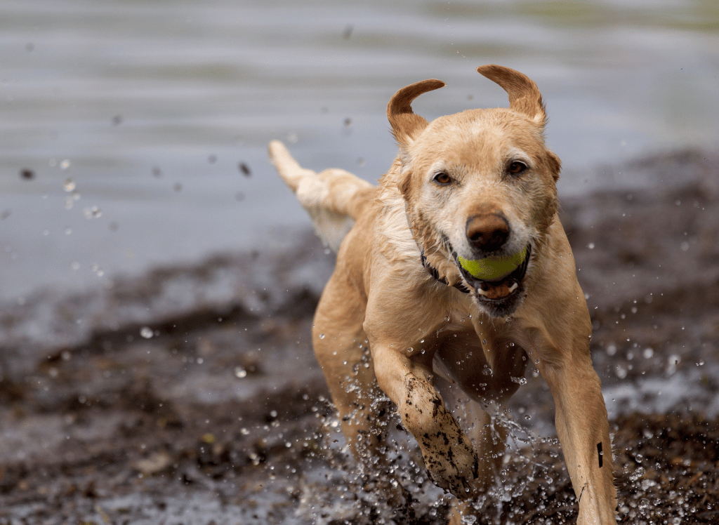 How To Pick The Perfect Fish Oil Supplement For Your Dog