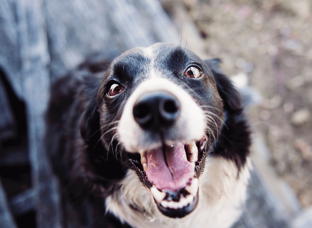 The Best Toothpaste for Dogs: 5 Top Picks Reviewed