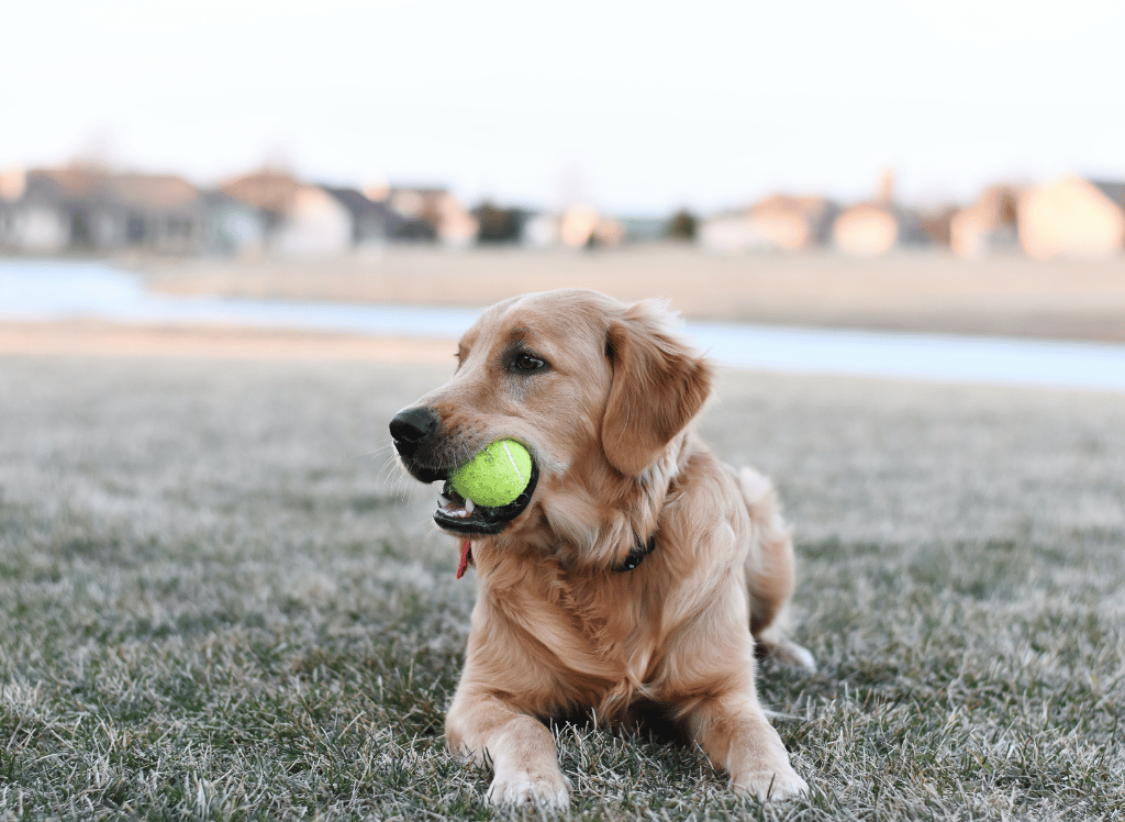 Fetch More Fun with the Best Ball Launcher for Dogs!