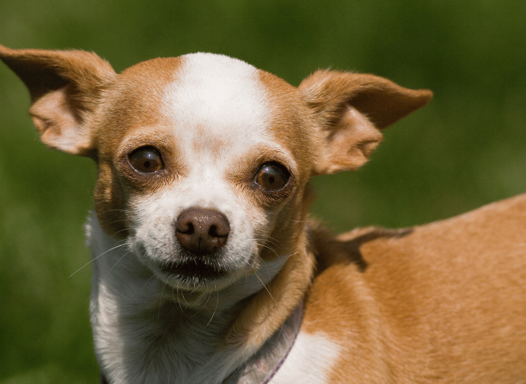 Can a Carpet Cleaner Remove Dog Urine?