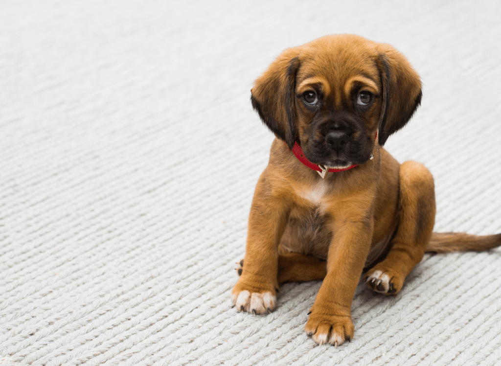 How to Get Rid of Pet Urine Smell in the Carpet