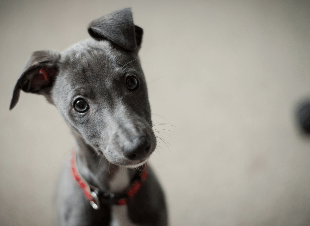 How to Train Your Dog to Use a Potty Pad and Go Outside