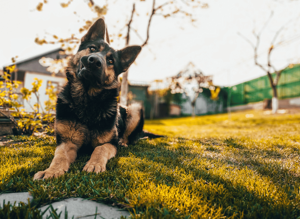 A Wooden or Plastic Dog House? Which is Best for Your Pet?