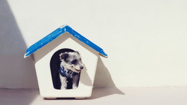 Where is the Best Place to Put a Doghouse?