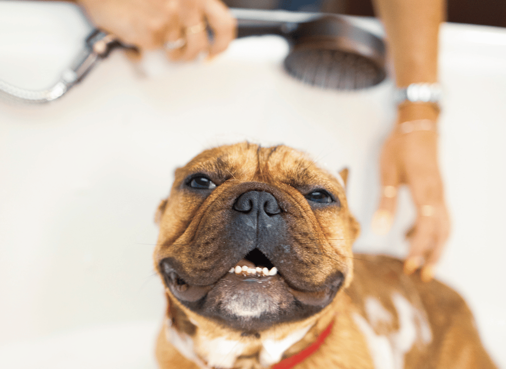 Shedding Shampoo: A Guide To Proper Use