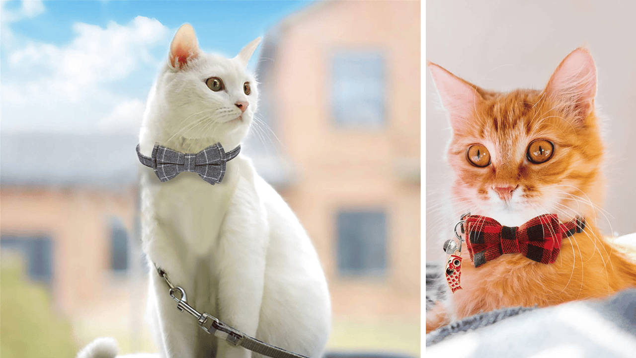 7 Cat Ties to Make Your Feline Friend the Most Stylish Cat Around!