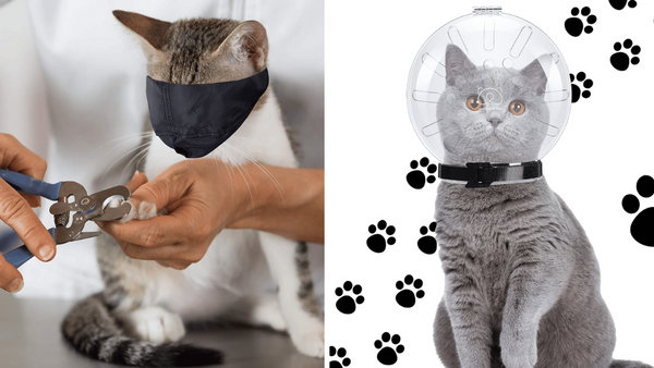 5 Purr-fect Muzzles For Cats: Put a Stop to Kitty Mischief!