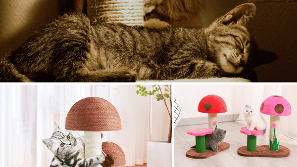 Scratching Up A Storm: The Top 5 Mushroom Cat Scratching Posts!