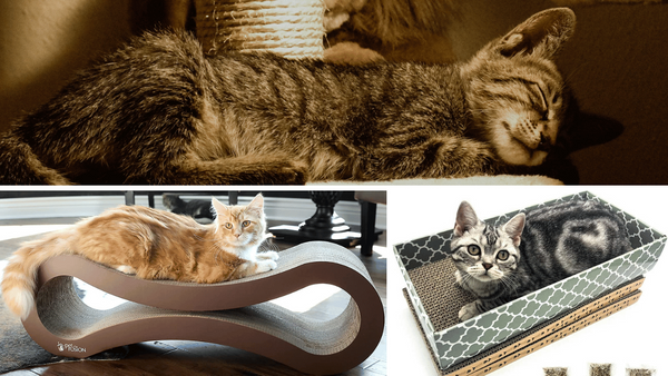 Purr-Fect 5 Cat Scratcher Beds: Pamper Your Feline Friend!