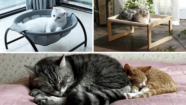 Elevating Your Cat's Naptime: The Best 7 Elevated Cat Beds