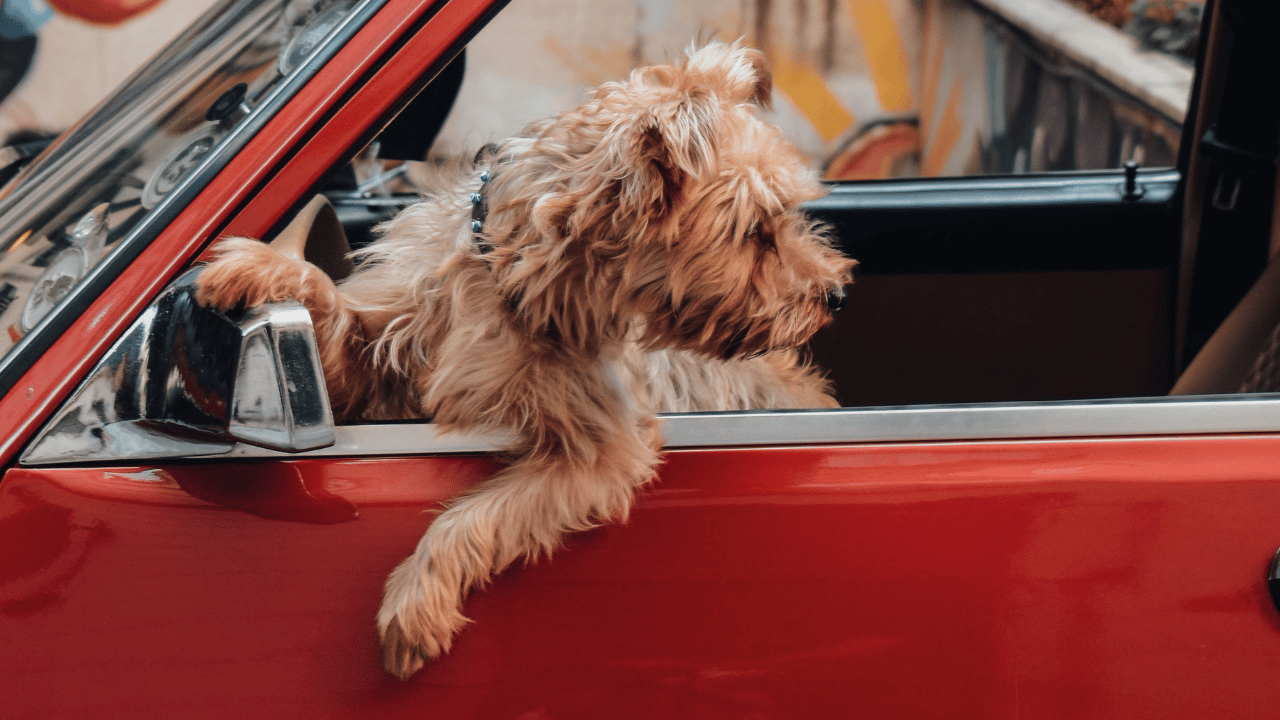 Protecting Your Car Seats from Your Furry Friend