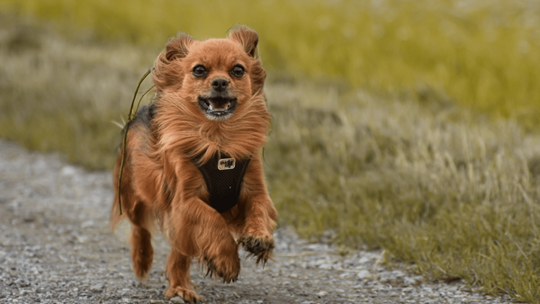 Should I Take My Dog’s Harness Off at Night?