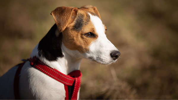 Choosing the Right Harness for Your Small Dog