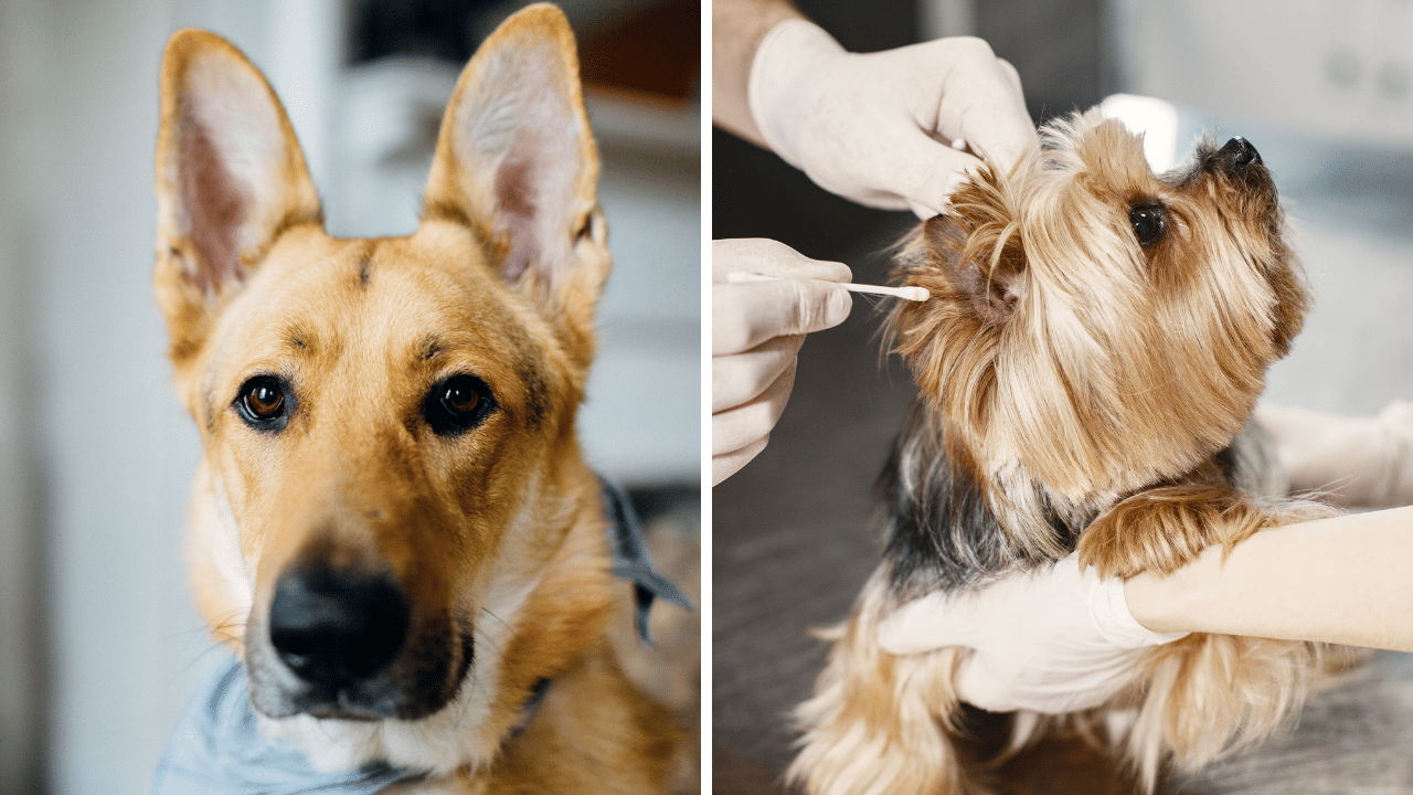 Cleaning Your Dog's Ears at Home with an Ear Cleaning Solution