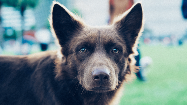 How to Spot a Yeast Infection in Your Dog’s Ears