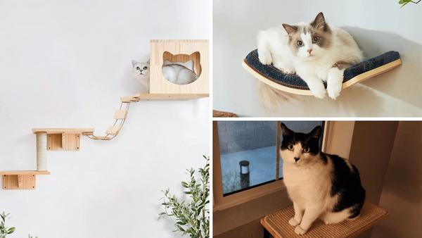 7 Best Cat Shelves: Treat Your Feline Friend to Luxury Living!