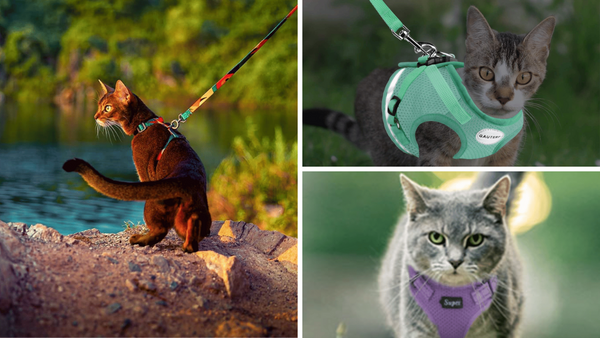 Explore the Wild: A Look at the 6 Best Travel Cat Harnesses