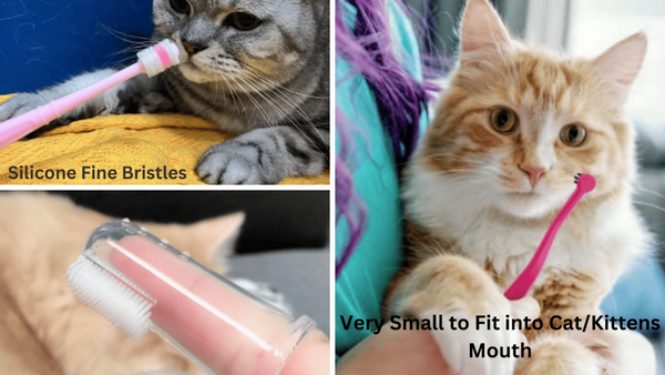 Feline Smiles: Reviewing 6 of the Best Toothbrushes For Cats