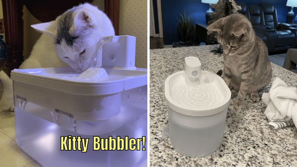 "Purrfect 5": A Battery-Operated Cat Water Fountain Showdown!