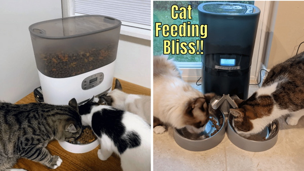 Tested and Tasted: The 6 Best Automatic Cat Feeders for Multiple Cats