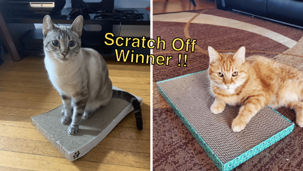 5 Best Cat Scratch Pads: Put Your Kitty's Claws to the Test!