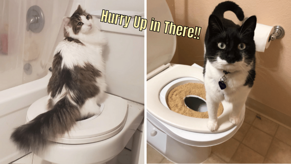 Meow-velous! The Top 5 Best Cat Toilet Training Kits Reviewed