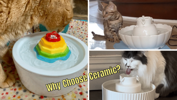 Purring for More: Reviewing 5 Ceramic Cat Water Fountains