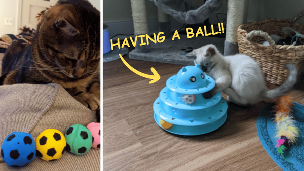 5 Purr-fect Cat Ball Toys: The Cats' Meow of Playtime Fun!