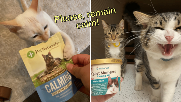 Taming Feline Frenzy: A Review of 6 Cat Calming Treats