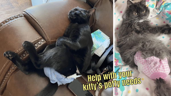 3 Cat Diapers: Working Up the Purrfect Solution For Accidents?