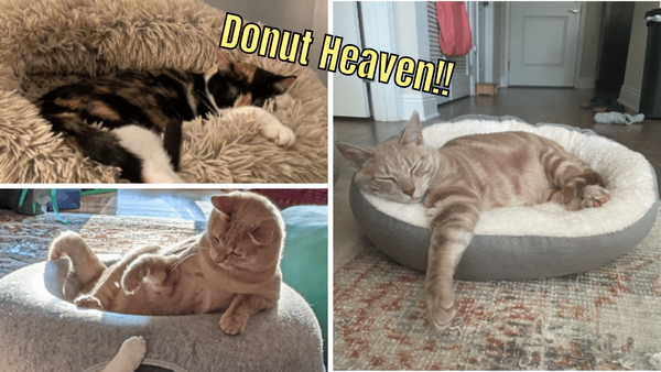 5 Donut Cat Beds: Treat Your Feline To Some Sweet Dreams!