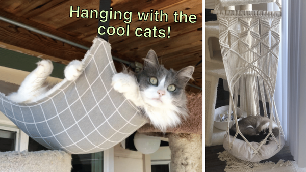 Hangin' Out: A Review of 5 Hanging Beds for Cats