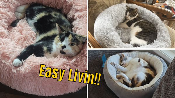 5 Large Cat Beds To Pamper Your Furball In Luxury