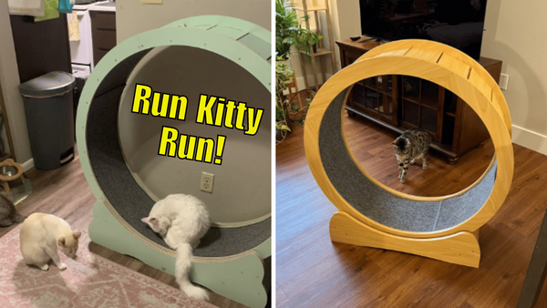 Purring Up a Sweat: Review of 5 Treadmills For Cats!