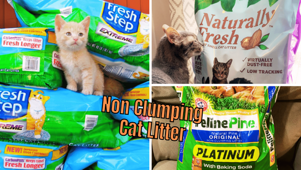 The Cat's Meow! Comparing 6 Non-Clumping Cat Litters