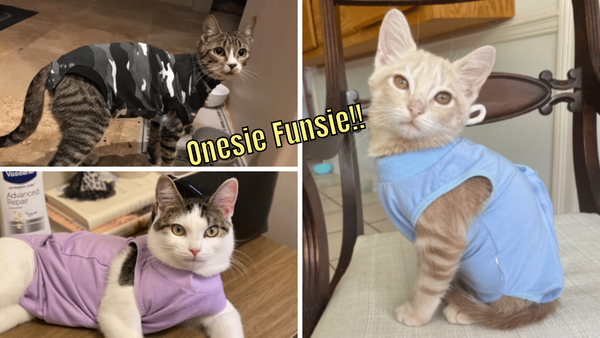 5 Cat Onesie Recovery Suits: Pamper Your Kitty In Style!