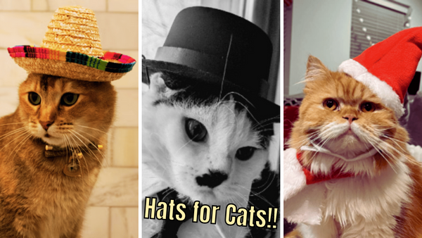 "Cat-tastic!": 6 Stylish Hats For All The Insta-Famous Cats