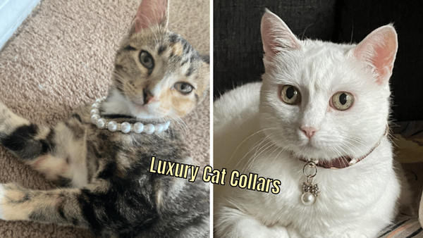 6 Luxury Cat Collars: Deck Out Your Purr-fect Pal in Style!