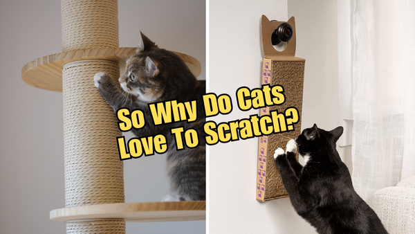 Scratch That Itch: Why Cats Go Crazy for Scratching