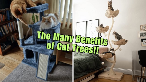 Why Every Cat Owner Needs a Cat Tree in Their Life!