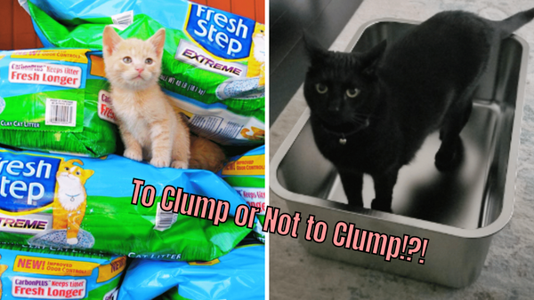 To Clump or Not to Clump - Cat Litter Explained