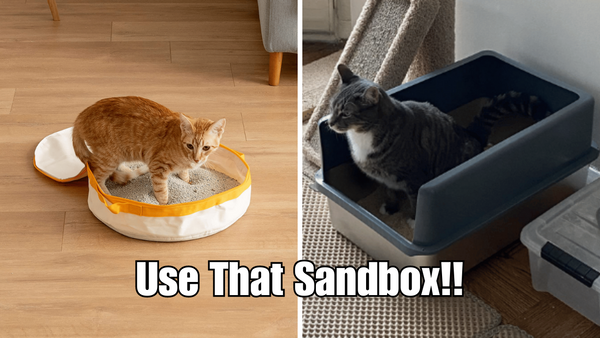 Litter Box Training for Kittens: Everything You Need to Know